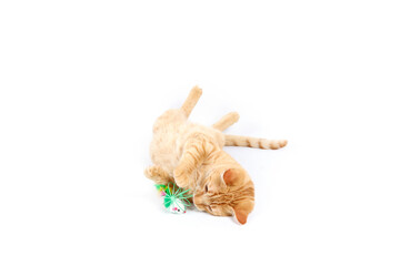 Ginger cat rolling on the ground with a ball, set against a white background
