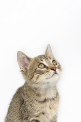 Gray tabby kitten looking up isolated on white