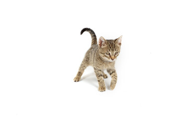 A playful kitten in a playful position on a white background