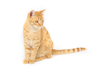 Orange tabby cat sitting on a white background © eds30129
