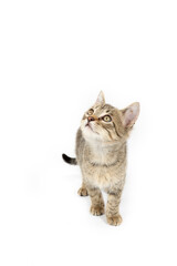 Gray tabby kitten looking up isolated on white 