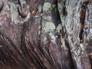 Brown stone texture in the forest for environmental care background.    
