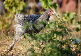 A chicken is walking through a field of grass