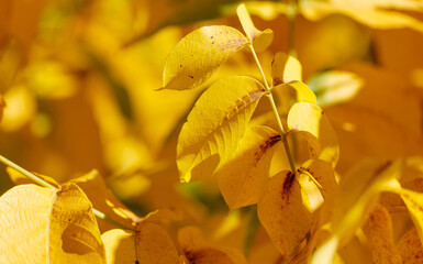 A leaf with a brown spot is shown in a close up