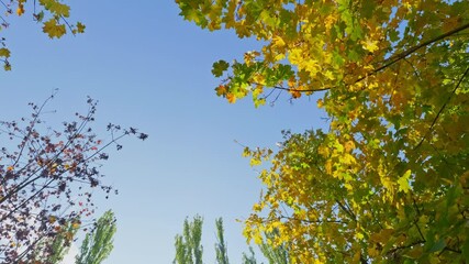 Panorama with yellow maples and black poplars in autumn park