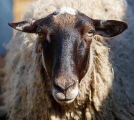 Portrait of a ram on a farm