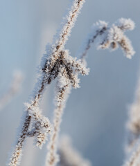 A branch covered in frost and snow