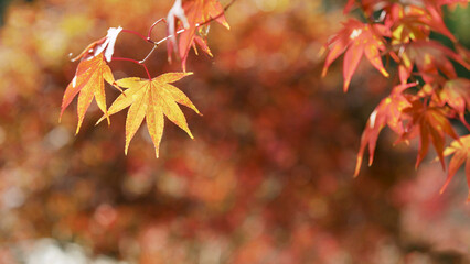 Red and orange maple leaves