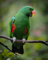 green winged macaw