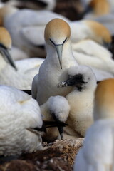 gannet colony