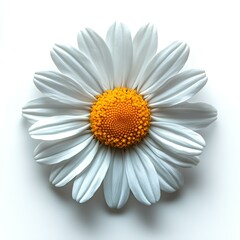 chamomile flower isolated on white background with shadow. herbal flower chamomile top view