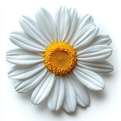 chamomile flower isolated on white background with shadow. herbal flower chamomile top view