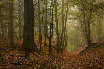 Obraz premium autumn forest in the fog