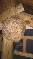 282)Japanese yellow hornet's nest in the attic on the second floor(Photo taken at 20:39 on august 12, 2015) vespa simillima xanthoptera