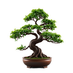 Bonsai Tree in Ceramic Pot on Transparent Background