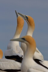 gannet colony
