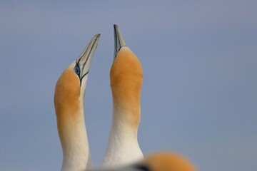 gannet colony