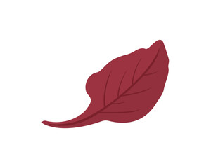 Beet Leaf Bull's Blood isolated on white background. Vector cartoon illustration of Leafy vegetable. Healthy food flat icon.