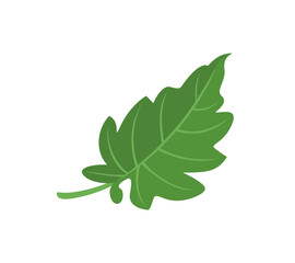 Green tomato leaf isolated on white background. Vector cartoon flat illustration. 