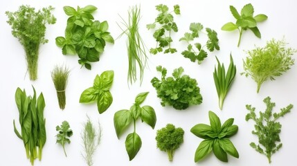 Obraz premium Fresh Green Herbs for Culinary Creations