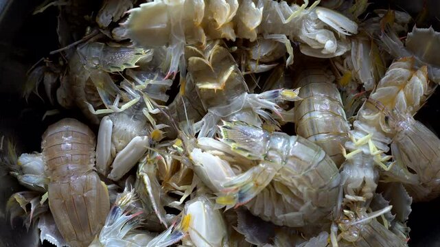 fresh mantis shrimps, ready for cooking
