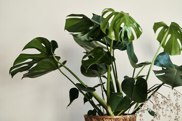 large leaves of monstera in a pot on a white background. High quality photo