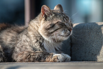Beautiful mixed breed cat outdoors.