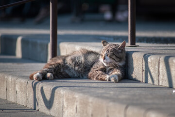 Beautiful mixed breed cat outdoors.