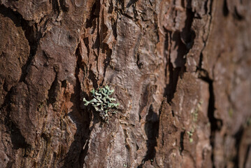 FOREST LANDSCAPE - Lichen growing on a pine tree