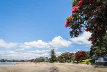 Pohutukawa trees in bloom along Takapuna Beach. Unrecognizable people walking and relaxing on the beach. Auckland.