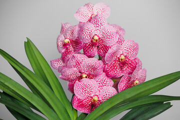 pink blooming vanda orchid