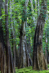 Green moss forest tree wood, Green nature calming summer warm day, Scenic forest of fresh green wood deciduous forest tree moss, Tree and moss woodland.