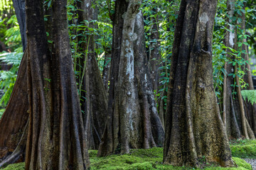 Green moss forest tree wood, Green nature calming summer warm day, Scenic forest of fresh green wood deciduous forest tree moss, Tree and moss woodland.