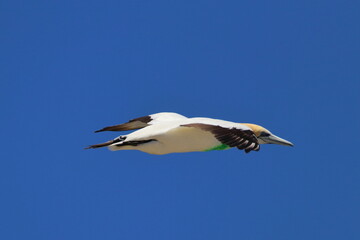 gannet colony
