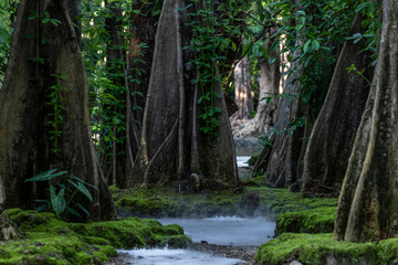 Green moss forest tree wood, Green nature calming summer warm day, Scenic forest of fresh green wood deciduous forest tree moss, Tree and moss woodland.
