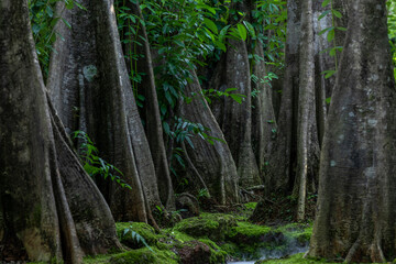 Obraz premium Green moss forest tree wood, Green nature calming summer warm day, Scenic forest of fresh green wood deciduous forest tree moss, Tree and moss woodland.