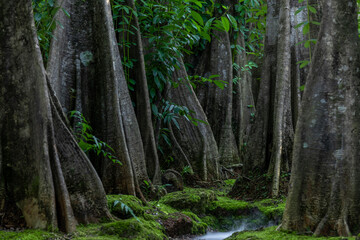 Obraz premium Green moss forest tree wood, Green nature calming summer warm day, Scenic forest of fresh green wood deciduous forest tree moss, Tree and moss woodland.