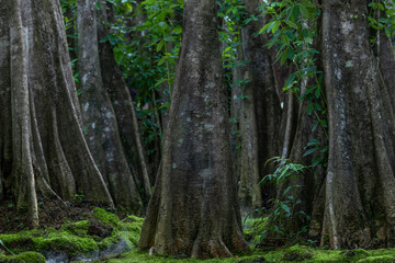 Fototapeta premium Green moss forest tree wood, Green nature calming summer warm day, Scenic forest of fresh green wood deciduous forest tree moss, Tree and moss woodland.