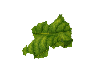 Rwanda map made of green leaves on soil background ecology concept
