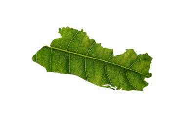 El Salvador map made of green leaves on soil background ecology concept
