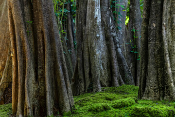 Green moss forest tree wood, Green nature calming summer warm day, Scenic forest of fresh green wood deciduous forest tree moss, Tree and moss woodland.
