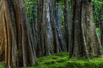Green moss forest tree wood, Green nature calming summer warm day, Scenic forest of fresh green wood deciduous forest tree moss, Tree and moss woodland.
