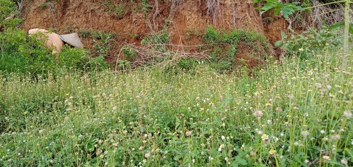 Tridax plantTridax plants that live in wild gardenss that live in wild gardens