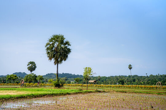 Kollengode, a small hamlet in the Palakkad district of Kerala, is known for its picturesque landscape, which is dominated by lush green stretches of paddy fields.