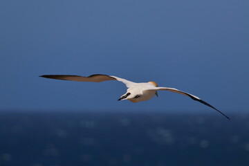 point danger gannet