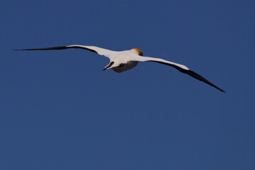 Fototapeta premium point danger gannet