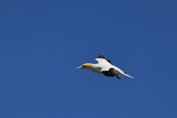 point danger gannet