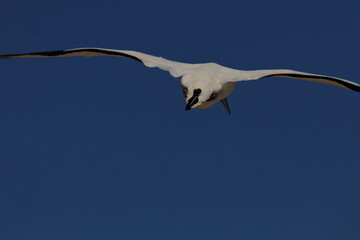 point danger gannet
