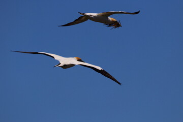 point danger gannet