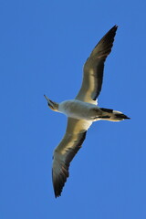 point danger gannet